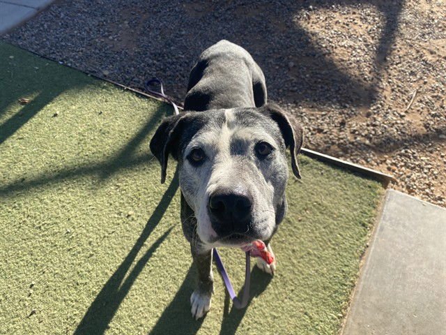 GUMBO - Labrador Retriever / American Pit Bull Terrier available for adoption