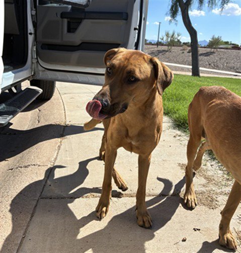 FRODO - Black Mouth Cur available for adoption