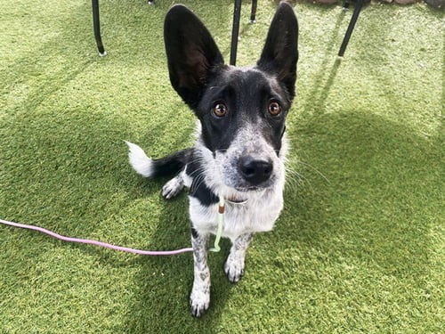 PAULA - Australian Cattle Dog/Blue Heeler available for adoption