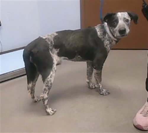 BLUEBERRY - Queensland Heeler available for adoption