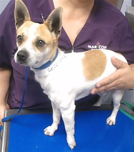 CARROT CAKE - Chihuahua available for adoption