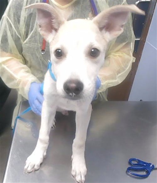 HOONAH - Husky available for adoption