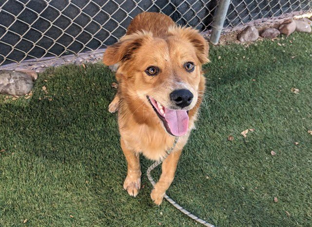 ZIGGY - Chow Chow available for adoption