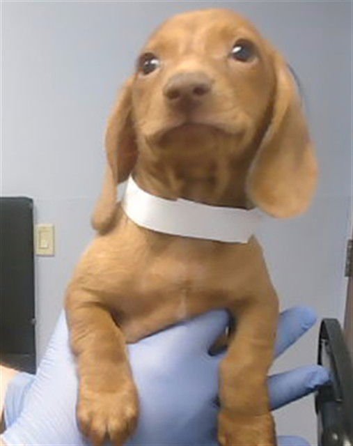 SHAMU - Dachshund available for adoption