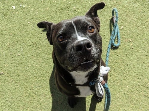 LUCAS - Staffordshire Bull Terrier available for adoption