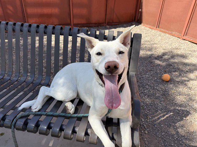 ACROBAT - Siberian Husky / Labrador Retriever available for adoption