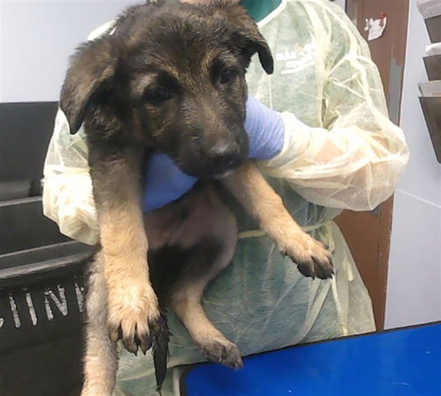 ALLSPICE - German Shepherd Dog available for adoption