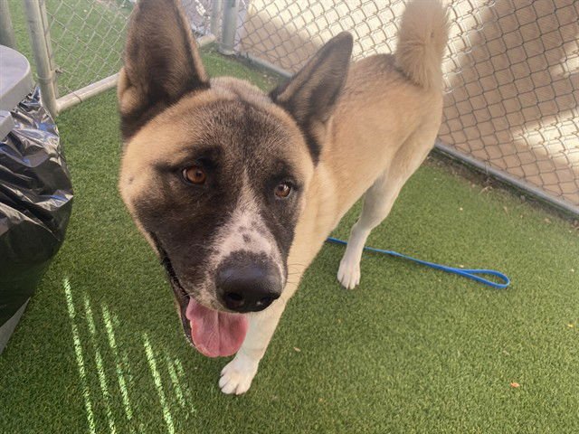 BRICK - Akita available for adoption