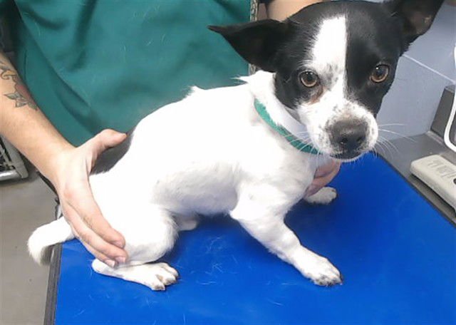 BLINKY - Chihuahua available for adoption