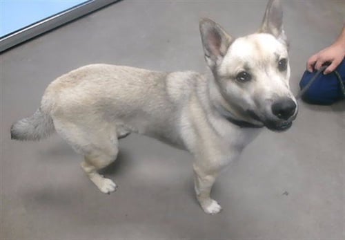 MISTER - Shiba Inu / Alaskan Klee Kai available for adoption