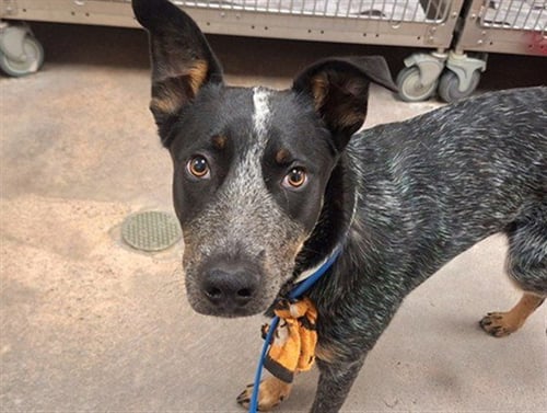 TOM NOOK - Australian Cattle Dog/Blue Heeler available for adoption