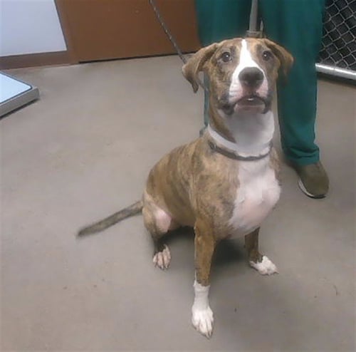 BELLE - Plott Hound available for adoption