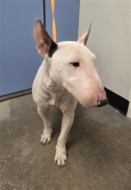 ANNUBIS - Bull Terrier available for adoption