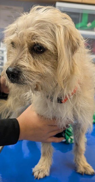 VANILLA - Cairn Terrier / Chihuahua available for adoption