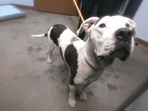 MARISOL - American Pit Bull Terrier available for adoption