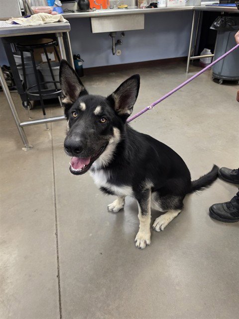 TOKYO - German Shepherd Dog available for adoption