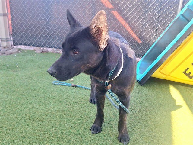 KALI - German Shepherd Dog / Labrador Retriever available for adoption