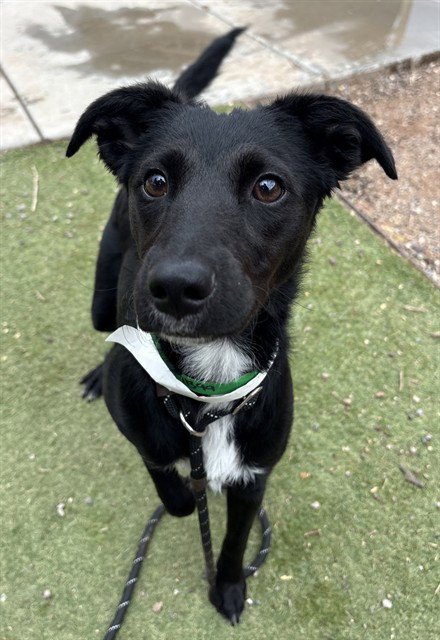 ROO - Border Collie available for adoption
