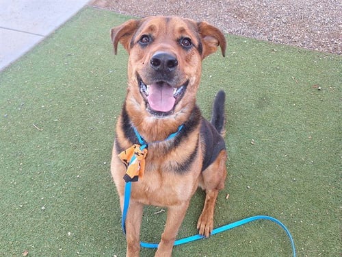 ARTHUR - German Shepherd Dog available for adoption