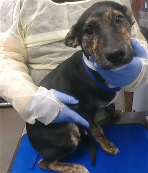 HONEY BUN - German Shepherd Dog available for adoption