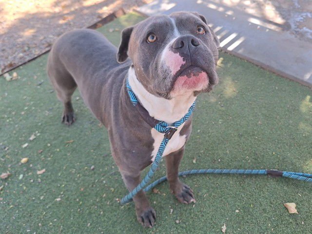 BENTO - American Pit Bull Terrier available for adoption