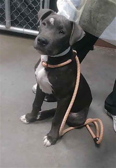 RENOIR - American Pit Bull Terrier available for adoption