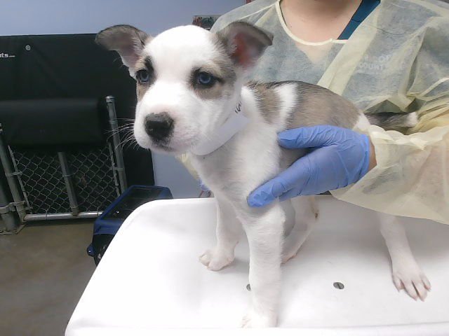 SHINE - Siberian Husky available for adoption