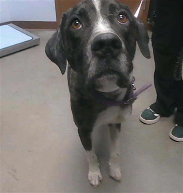 BAZZA - Catahoula Leopard Dog available for adoption