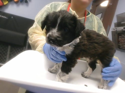 ZARIUS - Australian Shepherd available for adoption