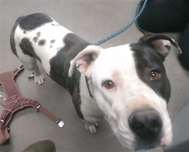 MAIZIE - American Pit Bull Terrier available for adoption