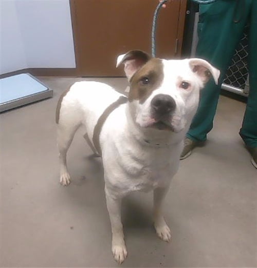 LANCE - American Pit Bull Terrier available for adoption