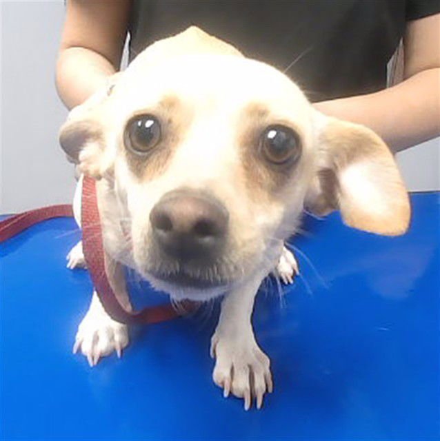 BELLA - Chihuahua available for adoption