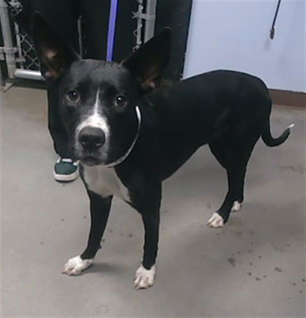 KODI - Labrador Retriever available for adoption