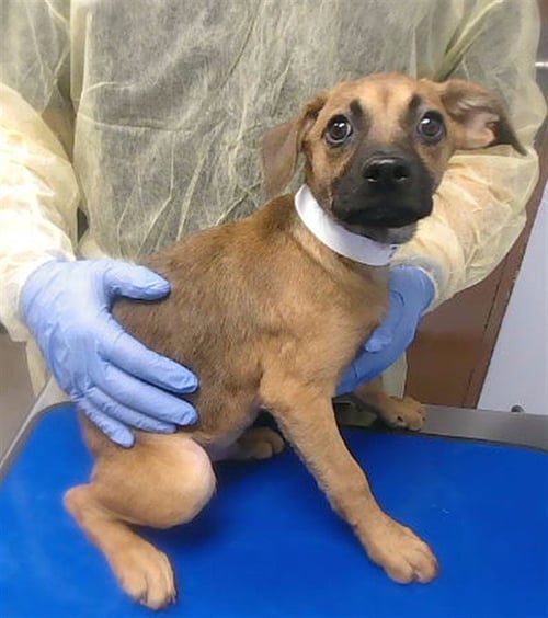 FRITO - German Shepherd Dog available for adoption