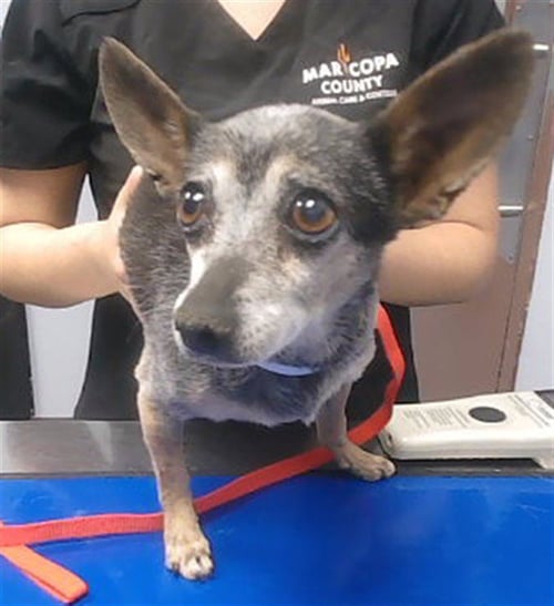 CELIA - Chihuahua available for adoption