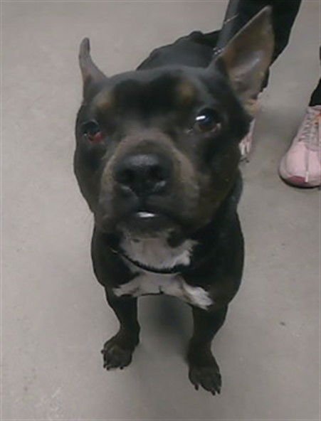 POKER - Boston Terrier / American Pit Bull Terrier available for adoption