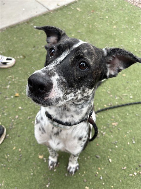 CONFETTI - Pointer / Australian Cattle Dog/Blue Heeler available for adoption