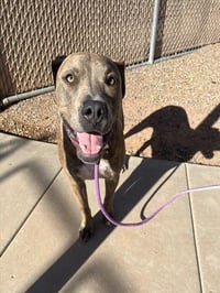 ROCKO - Photo 1