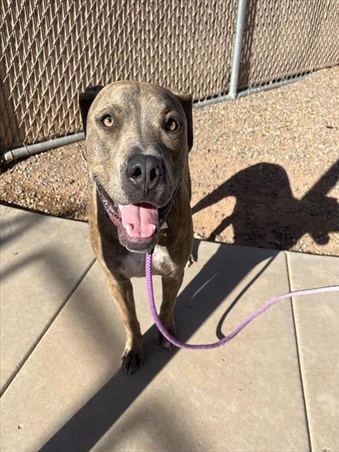 ROCKO - American Pit Bull Terrier / Labrador Retriever available for adoption