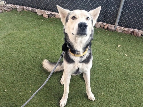 YUKON - Husky available for adoption