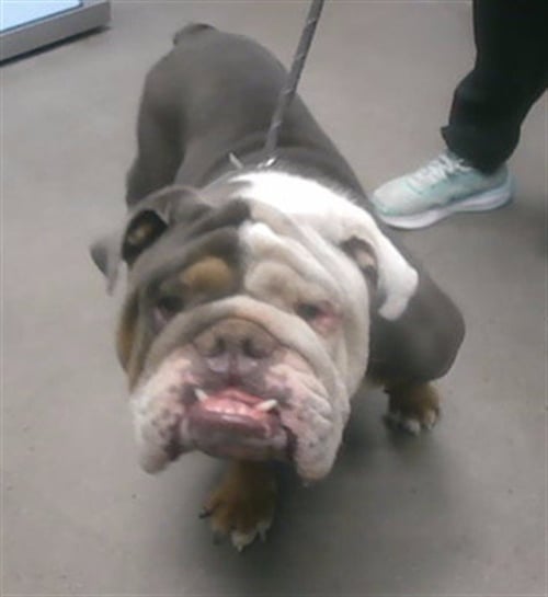 BRATWURST - English Bulldog available for adoption