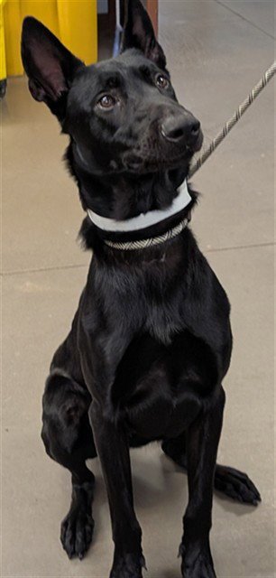 NEPTUNE - German Shepherd Dog available for adoption