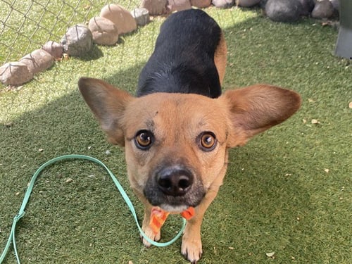 TOBY - Chihuahua / German Shepherd Dog available for adoption