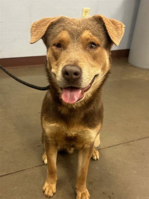 SNICKERDOODLE - Rottweiler / Chesapeake Bay Retriever available for adoption
