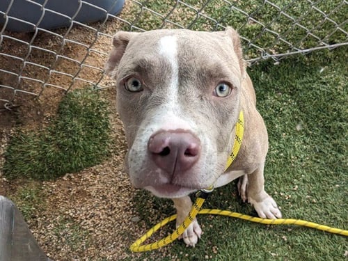 SANDY - American Pit Bull Terrier available for adoption