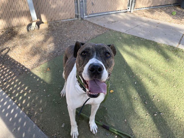 GWEN - American Pit Bull Terrier available for adoption