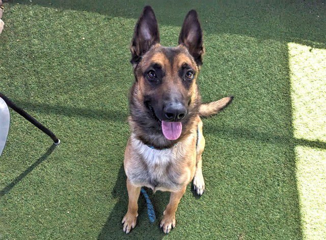 KAYSER - Belgian Shepherd Malinois available for adoption