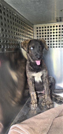 MICKEY - Dutch Shepherd / Belgian Shepherd Malinois available for adoption
