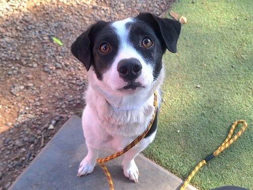 BLOSSOM - Australian Cattle Dog/Blue Heeler available for adoption