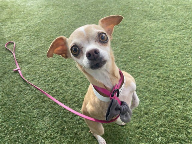 POLLY POCKET - Chihuahua available for adoption